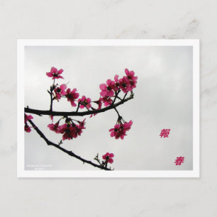 Spring Greetings/Cherry Blossom Kanji Briefkaart