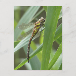 Spring Hawker Dragonfly DIY Briefkaart
