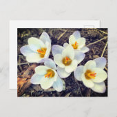 Spring heeft Sprung Crocus bloemen Briefkaart (Voorkant / Achterkant)