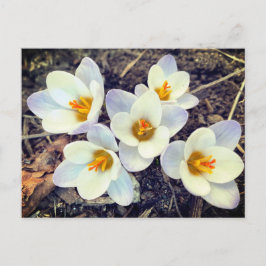 Spring heeft Sprung Crocus bloemen Briefkaart