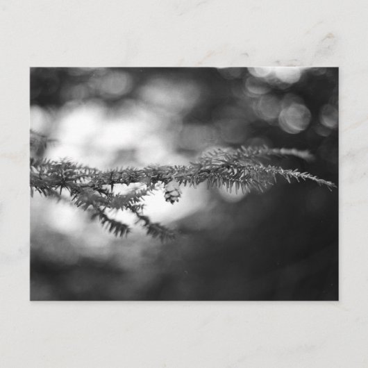 Spring Hope Pinecone Briefkaart (Voorkant)