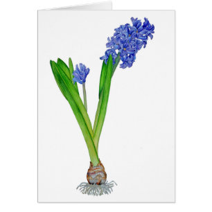 Spring Hyacinth