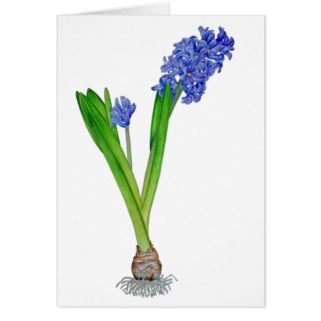 Spring Hyacinth (Voorkant)