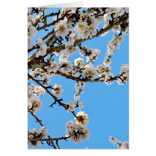 Spring Love Blossom, (Voorkant)