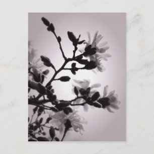 Spring Magnolia Briefkaart