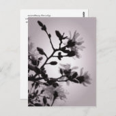 Spring Magnolia Briefkaart (Voorkant / Achterkant)