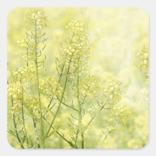 Spring Mustard Vierkante Sticker