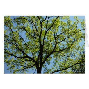 Spring Oak Tree Vibrant Natuur
