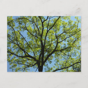 Spring Oak Tree Vibrant Natuur Briefkaart