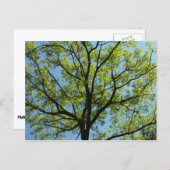 Spring Oak Tree Vibrant Natuur Briefkaart (Voorkant / Achterkant)
