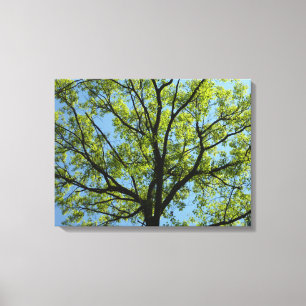 Spring Oak Tree Vibrant Natuur Canvas Afdruk