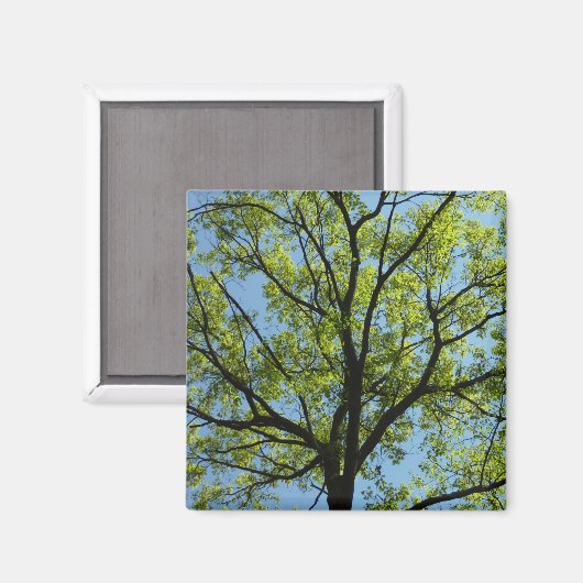 Spring Oak Tree Vibrant Natuur Magneet (Voorkant / Achterkant)