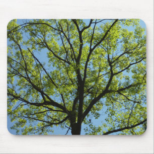 Spring Oak Tree Vibrant Natuur Muismat