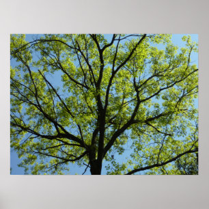 Spring Oak Tree Vibrant Natuur Poster