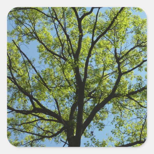 Spring Oak Tree Vibrant Natuur Vierkante Sticker (Voorkant)