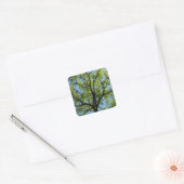 Spring Oak Tree Vibrant Natuur Vierkante Sticker (Envelop)
