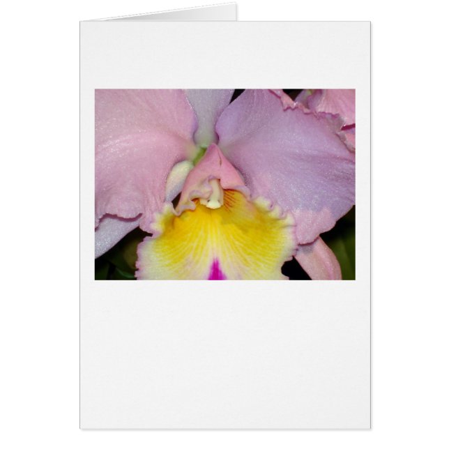 Spring Orchid (Voorkant)