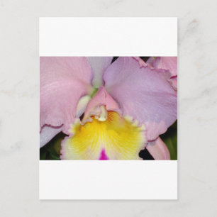 Spring Orchid Briefkaart