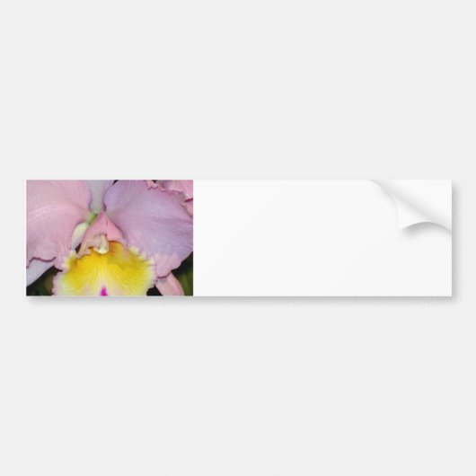 Spring Orchid Bumpersticker (Voorkant)