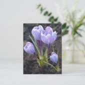 SPRING PAARSE CROCUS BRIEFKAART (Staand voorkant)