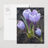 SPRING PAARSE CROCUS BRIEFKAART (Voorkant / Achterkant)