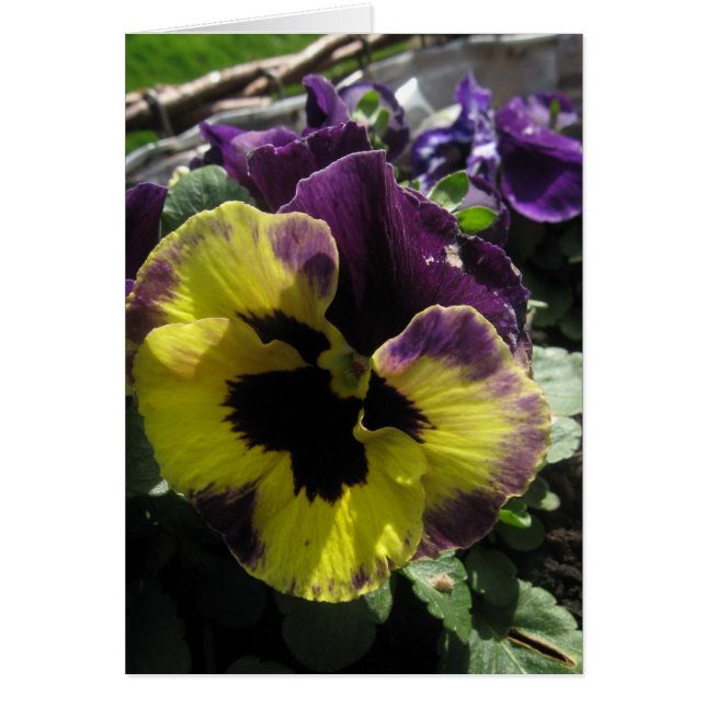 Spring Pansy (Voorkant)