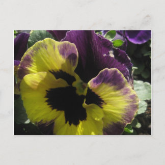 Spring Pansy Briefkaart