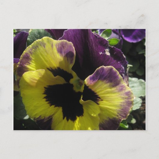 Spring Pansy Briefkaart (Voorkant)