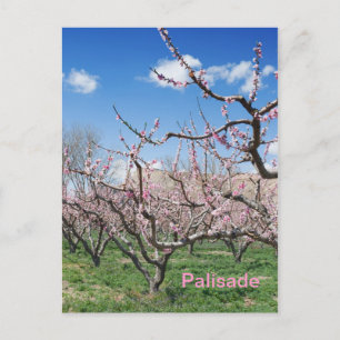 Spring Peach Orchard in Palisade Travel Briefkaart