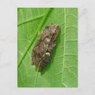 Spring Peeper (Pseudacris crucifer) Treefrog Items Briefkaart