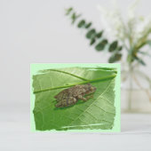 Spring Peeper (Pseudacris crucifer) Treefrog Items Briefkaart (Staand voorkant)