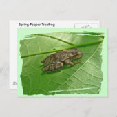 Spring Peeper (Pseudacris crucifer) Treefrog Items Briefkaart (Voorkant / Achterkant)