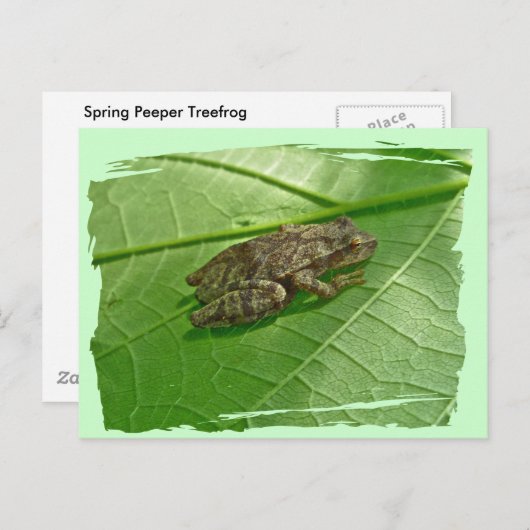 Spring Peeper (Pseudacris crucifer) Treefrog Items Briefkaart (Voorkant / Achterkant)