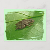 Spring Peeper (Pseudacris crucifer) Treefrog Items Briefkaart (Voorkant)