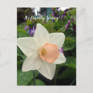 Spring Pink Cup narcis Briefkaart