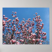 Spring Pink Magnolia Blossom Blue Sky Poster (Voorkant)