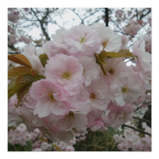 Spring Pinky Poster Perfect Poster (Voorkant)