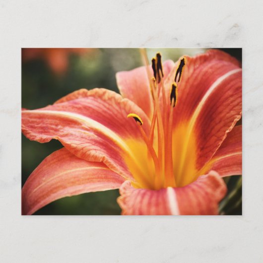 Spring Poetry Briefkaart (Voorkant)