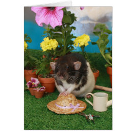 Spring Rat Card