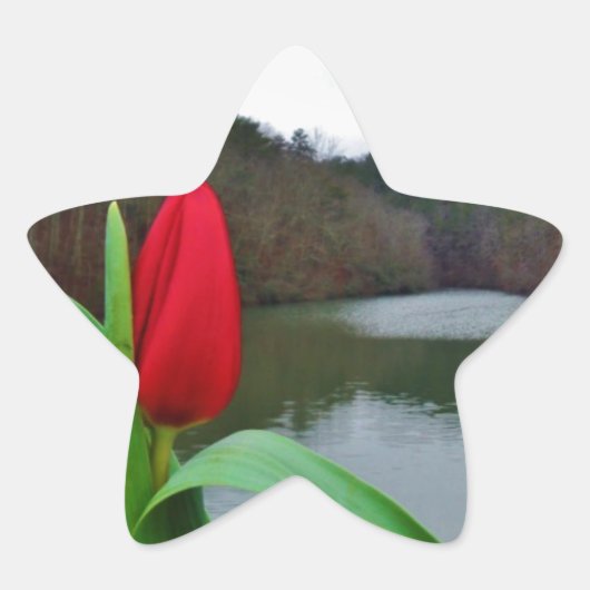 Spring Red Tulip at Lake Arrowhead Ster Sticker (Voorkant)