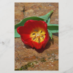 Spring Red Tulip Briefpapier