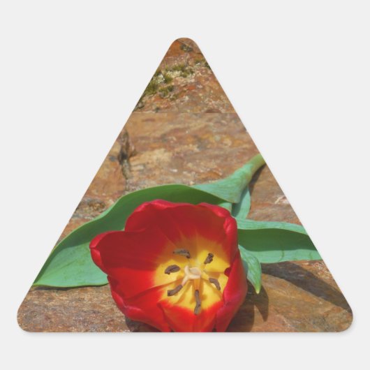 Spring Red Tulip Driehoek Sticker (Voorkant)