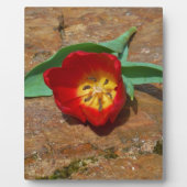 Spring Red Tulip Fotoplaat (Voorkant)