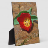 Spring Red Tulip Fotoplaat (Zijkant)