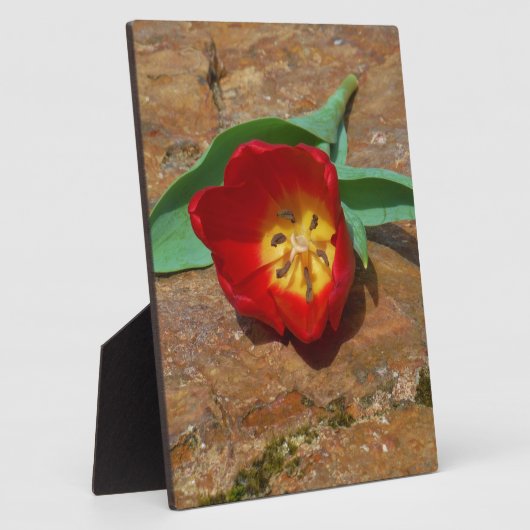 Spring Red Tulip Fotoplaat (Zijkant)