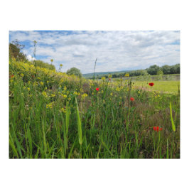 Spring riverside fotografie foto afdruk