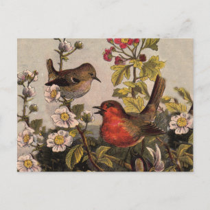 Spring Robin Birds Red Birding Briefkaart