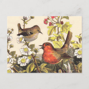 Spring Robin Birds Red Birding Briefkaart