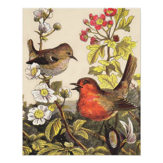 Spring Robin Birds Red Birding Perfect Poster (Voorkant)