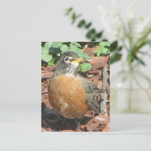Spring Robin Briefkaart (Staand voorkant)